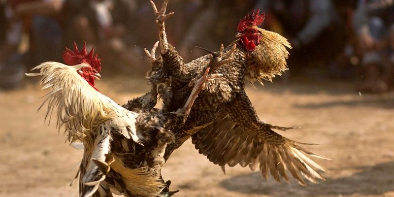 Bùng nổ qua từng trận chọi gà
