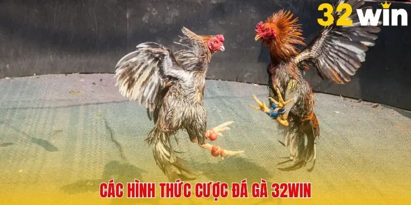 Các hình thức cược chọi gà 32Win